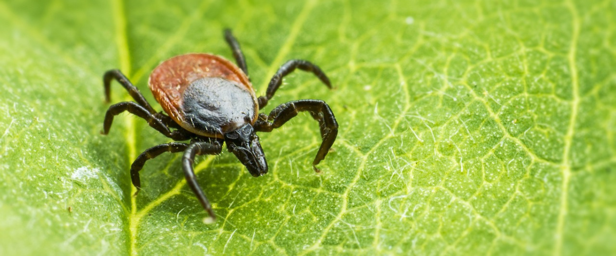 Blog-proti-klistatum-3